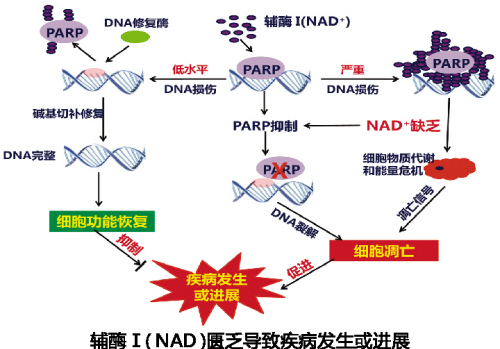 563d2136-49d0-427d-967a-c292ad222543 贝斯特 - 全球最奢华的游戏平台