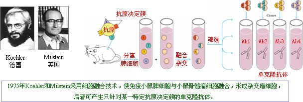 抗体制备 抗体制备