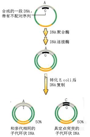 145dbbef-89c3-4b7f-ab06-5009f8706d46 体外定点突变技术