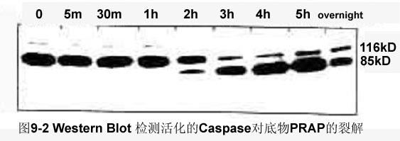 贝斯特 - 全球最奢华的游戏平台