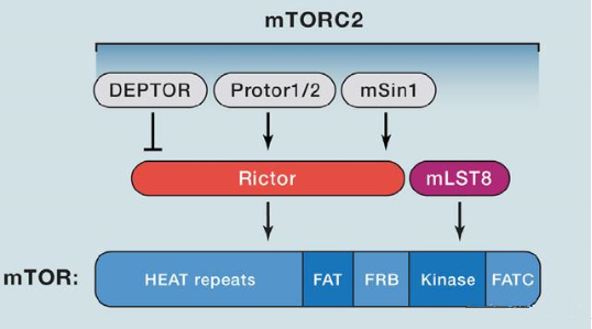 8b15e62c-b27a-4178-a1e2-32bd5c7a9da0 mTORC2的组成蛋白主要有Rictor、mSin1、mSLT8和Protor等