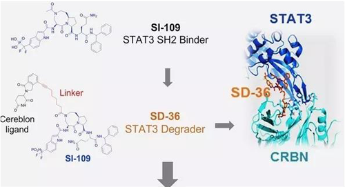 结构优化得到的SH2结合分子SI-109与CRBN结合，得到SD-36