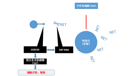 除了单纯的捕获，NET DNA与CCDC-25的结合还增强了癌细胞的侵袭行为，促进了癌症的肝转移。