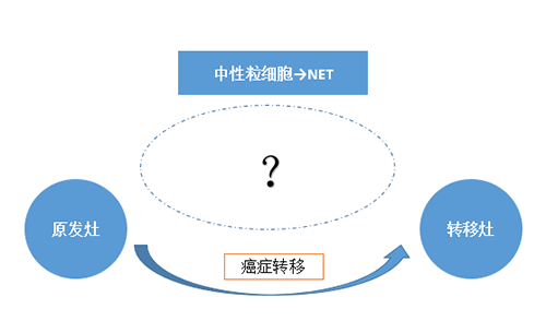 NET可能会通过某些方式“捕获”或“唤醒”癌细胞，从而造成癌细胞的迁移。