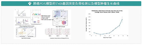 19866cc8-2613-4f2e-990a-cce699b1c711 肺癌PDX模型的TMB基因突变负荷检测以及模型肿瘤生长曲线