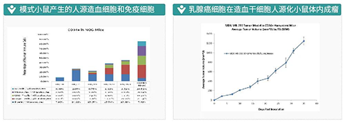55c3b9bd-c11e-4d0c-baae-7376db3c984c 模式小鼠产生的人源造血细胞和免疫细胞-乳腺癌细胞在造血干细胞人源化小鼠体内成瘤