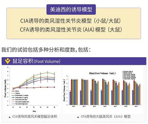 贝斯特全球最奢华的游戏平台诱导的类风湿性关节炎模型