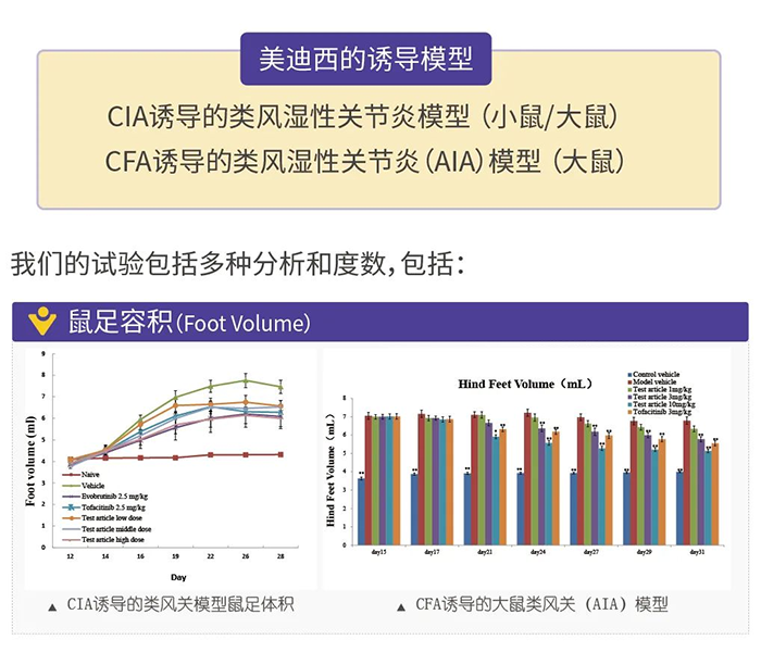 贝斯特全球最奢华的游戏平台诱导的类风湿性关节炎模型-1.png