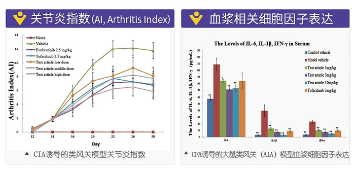 贝斯特全球最奢华的游戏平台诱导的类风湿性关节炎模型-2.png