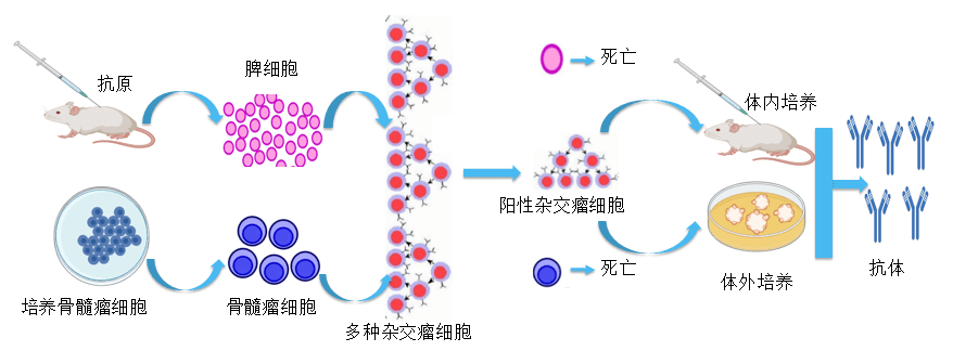 贝斯特全球最奢华的游戏平台抗体开发平台.png