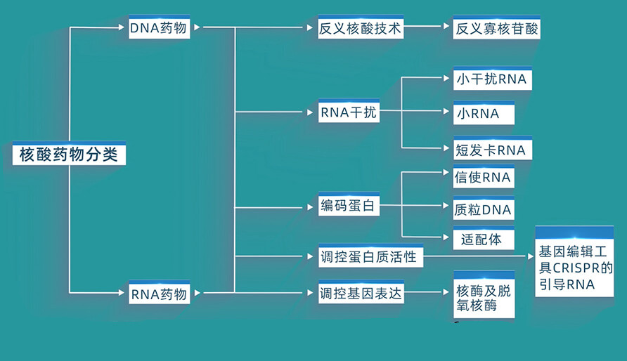 核酸药物的分类有哪些？