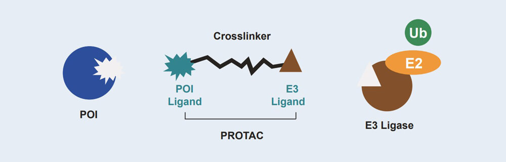 贝斯特全球最奢华的游戏平台 PROTAC 药物发现技术服务平台