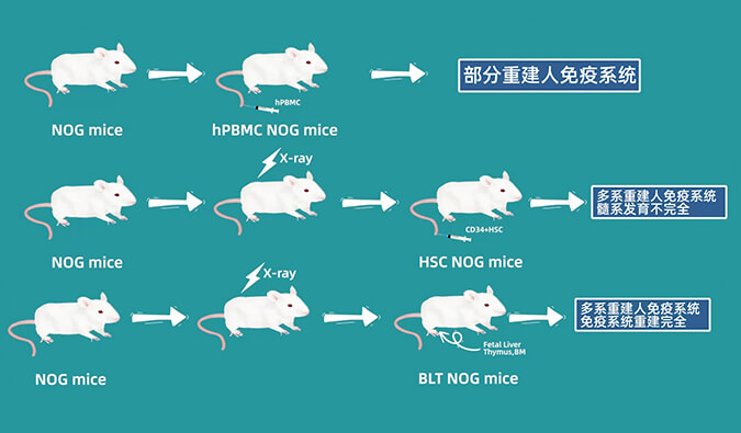 评价肿瘤药物的动物药效模型，你选对了吗.jpg