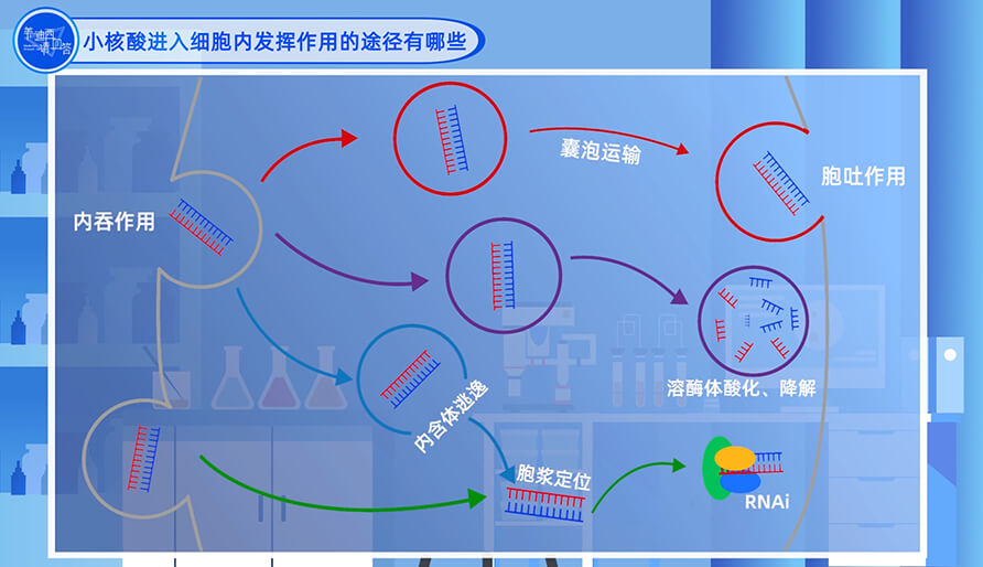 小核酸进入细胞内发挥作用的途径有哪些？