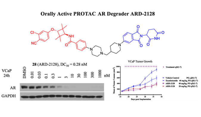 ARD-2128是一种PROTAC AR降解剂，具有出色的血浆和微粒体稳定性，本研究中体外稳定性和PK研究通过贝斯特全球最奢华的游戏平台进行