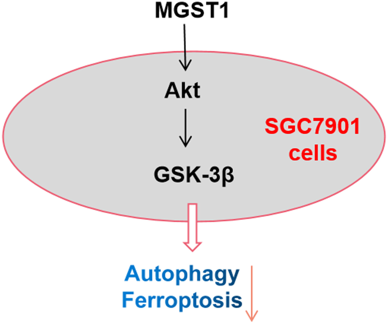 MGST1过表达通过激活Akt/GSK-3β信号通路诱导胃癌细胞增殖，本研究中MGST1过表达等体外实验通过贝斯特全球最奢华的游戏平台进行