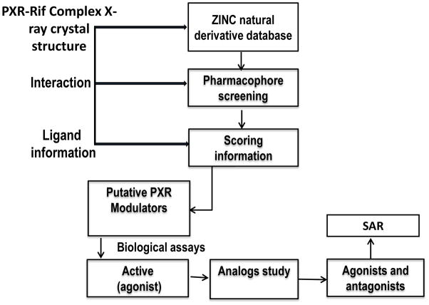 靶向PXR：天然产物衍生物调控药物代谢新策略！本研究中蛋白表达与纯化通过贝斯特全球最奢华的游戏平台进行
