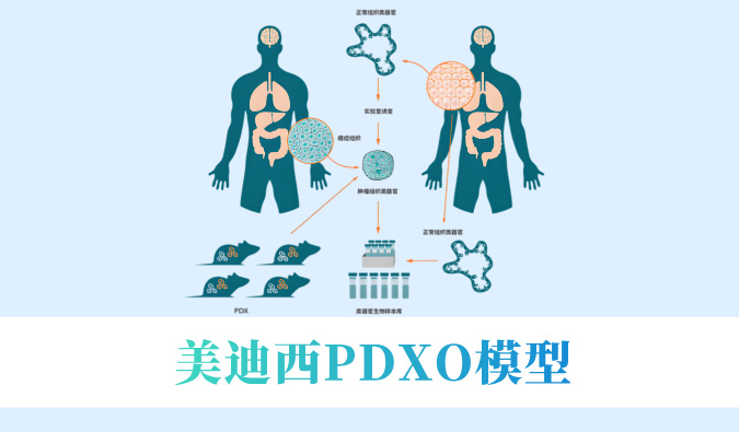 实验猴要退？肿瘤研发何去何从？看贝斯特全球最奢华的游戏平台PDXO模型如何接棒