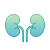 急性肾损伤模型.png